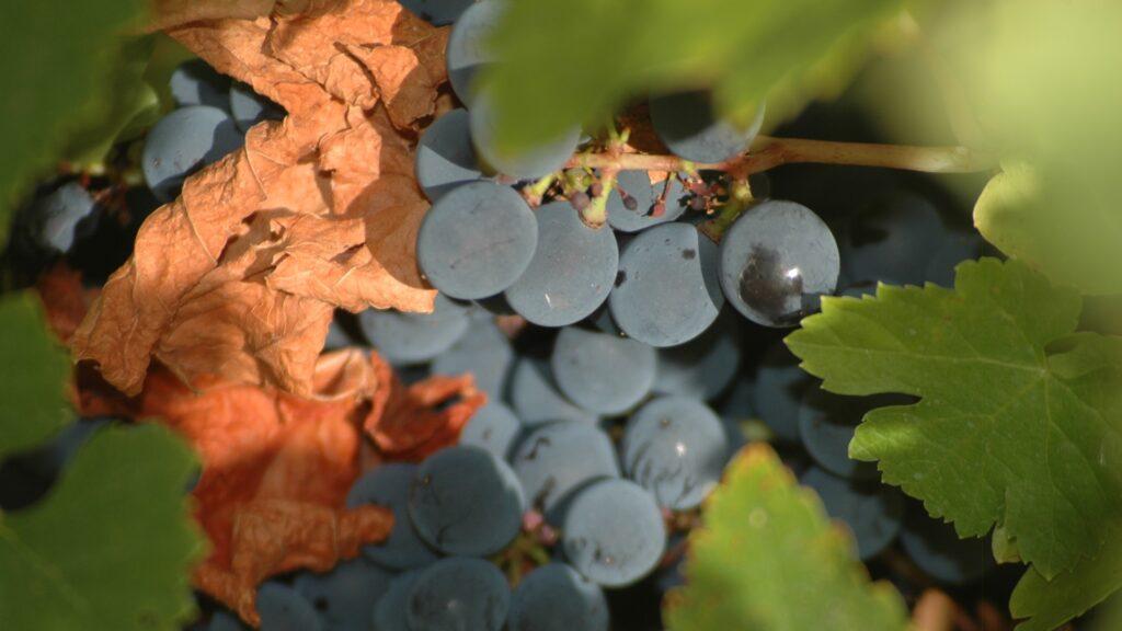 Diez de los mejores vinos de un Bierzo renacido, en opinión de Decanter