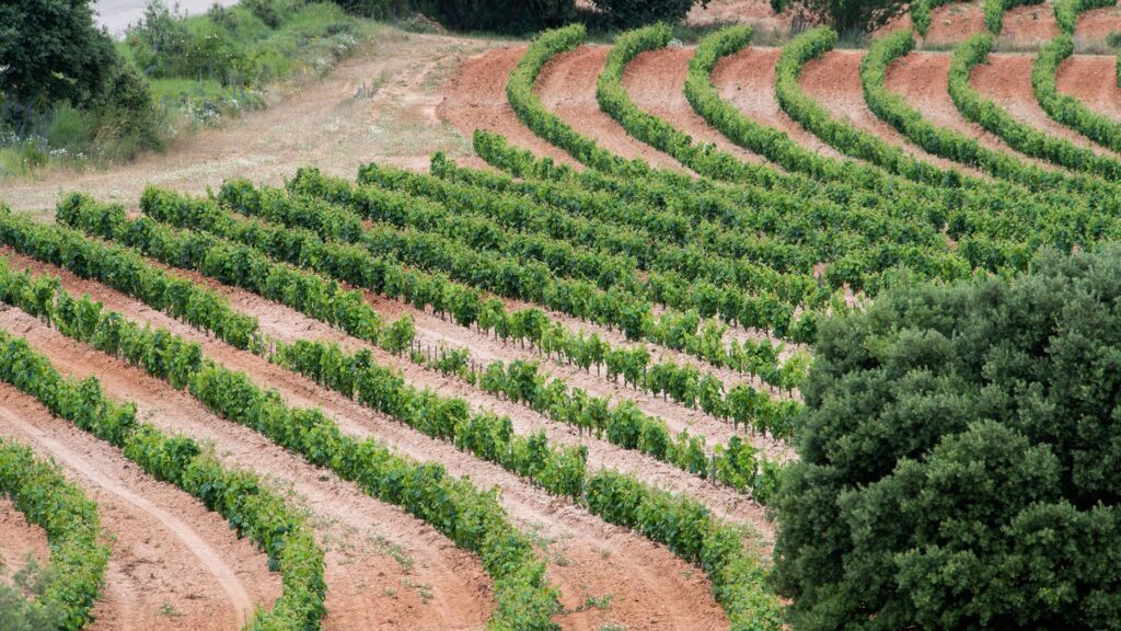 Vitis Navarra escoge la Ribera del Duero soriana para preservar la diversidad genética de la vid 