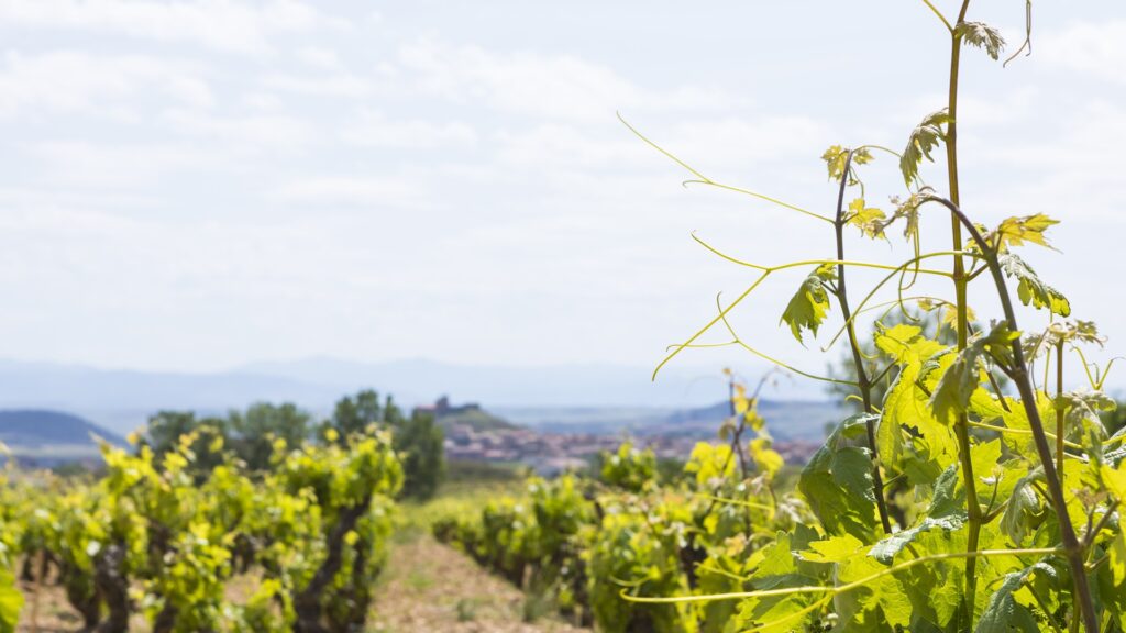 Las asociaciones de bodegas que venden vinos a precios superiores a la media tendrán más representación en Rioja