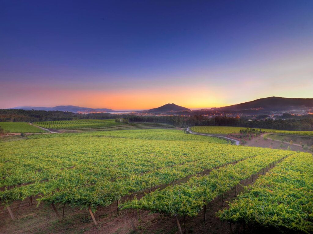 Los quince mejores vinos de Galicia, según Pedro Ballesteros