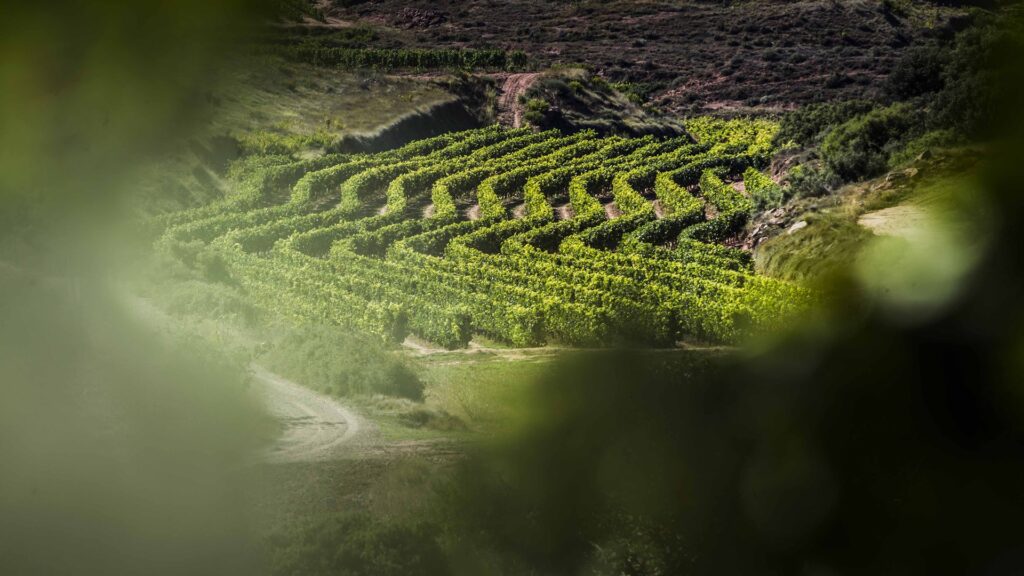 Los dieciocho “riojas fabulosos” de la aclamada cosecha de 2021 recomendados por Decanter