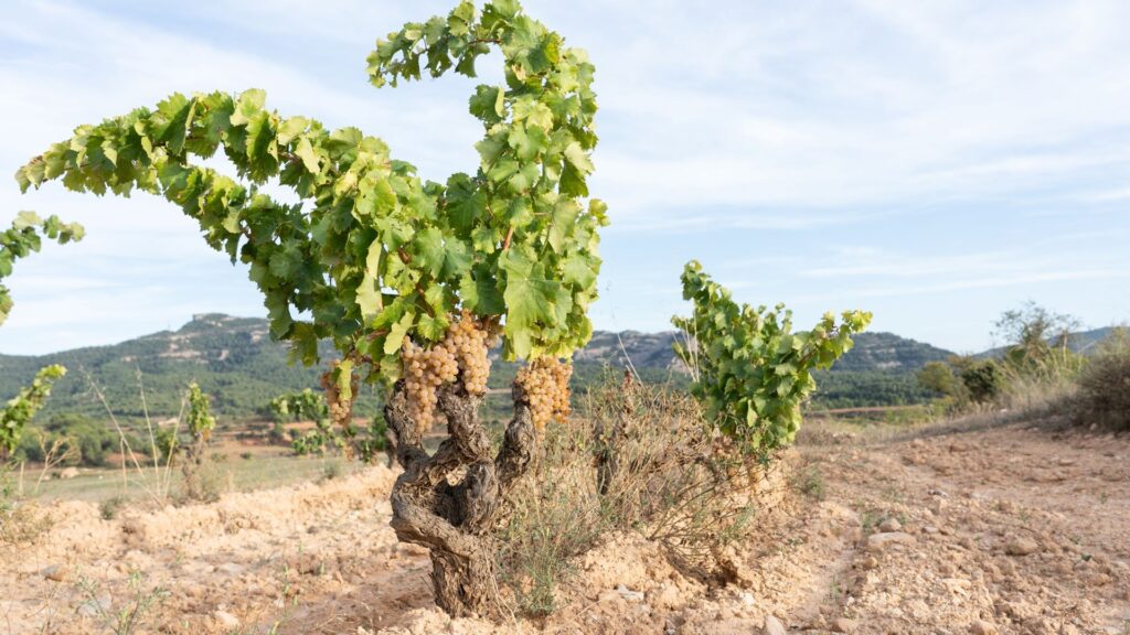 Los mejores blancos catalanes, según Decanter