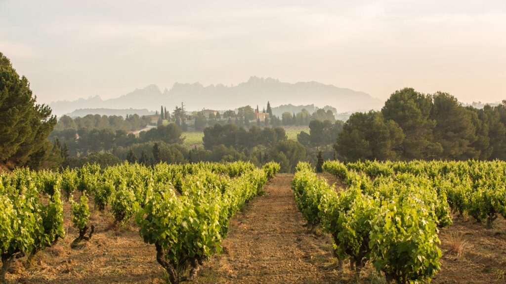 El ministerio autoriza a Rioja y Cava 0,1 ha de nuevos viñedos