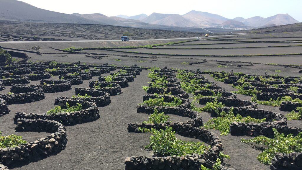 Los cien mejores vinos de Canarias, según Tim Atkin 