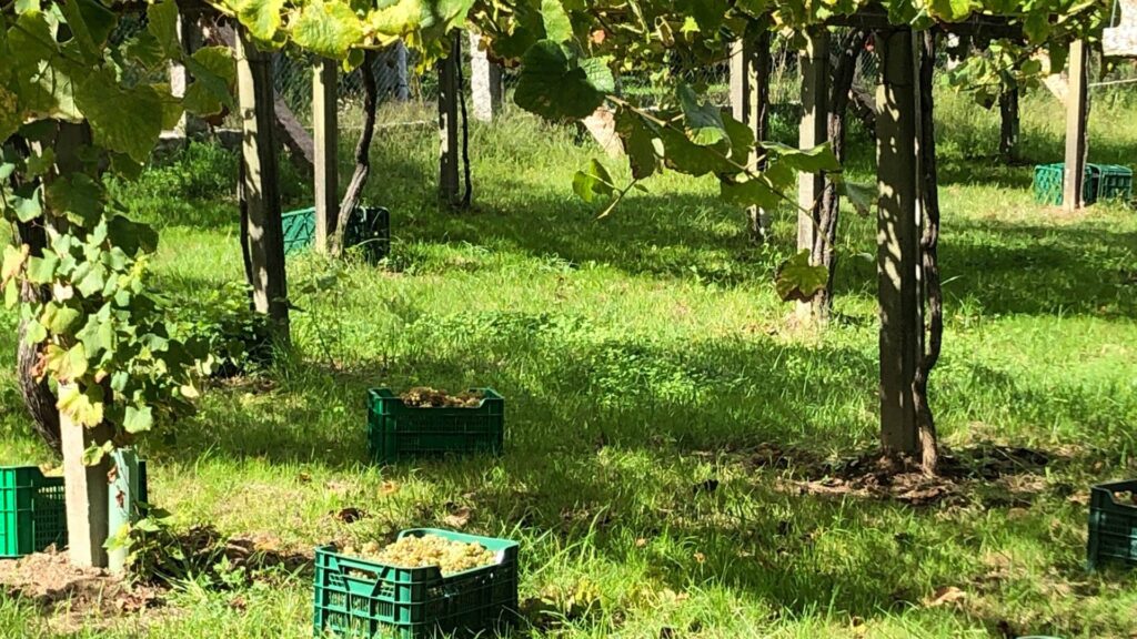 El Salnés se lleva los tres premios de la Fiesta de Albariño