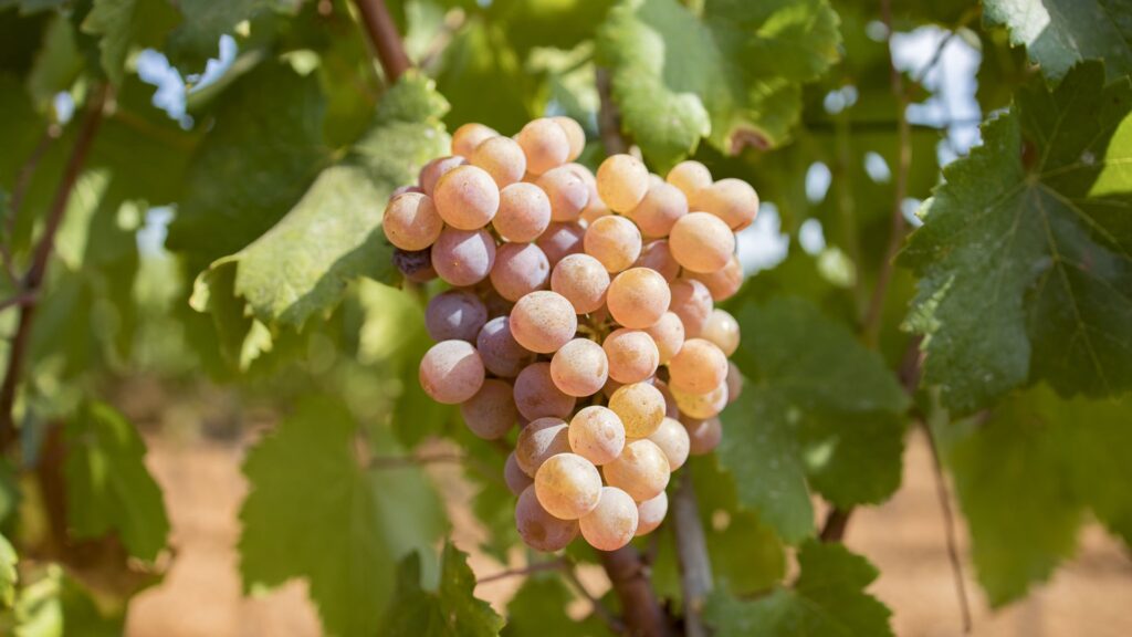 La DO Binissalem detalla los efectos del cambio climático