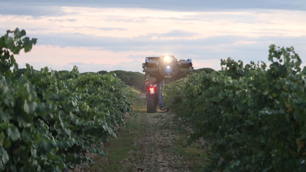 El mildiu y el granizo dejan a Rueda sin más de un tercio de su cosecha