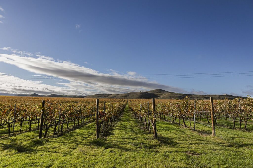 Los “nuevos vinos” favoritos de Decanter que redefinen a Ribera del Duero