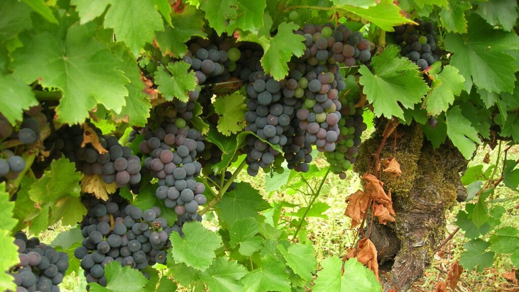 Un bierzo, el vino con mejor relación calidad-precio de España, según Wine Searcher