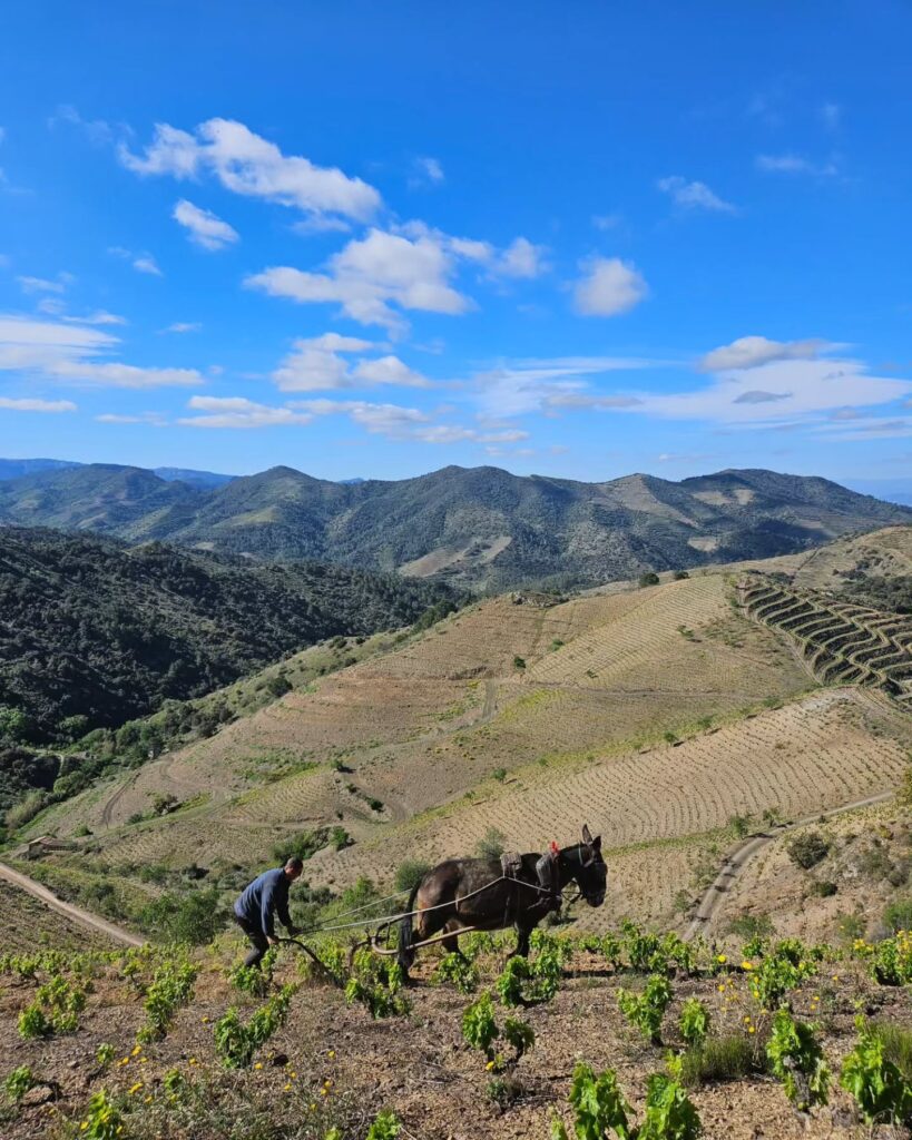 Cuatro vinos españoles entre los cien mejores del mundo, según Wine Enthusiast