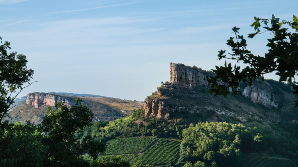 Francia subvencionará el arranque de más de treinta mil hectáreas de viña