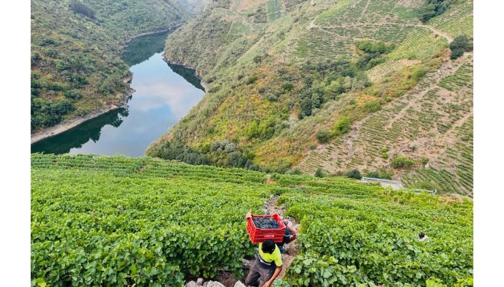 Wine Searcher: once de los cuarenta vinos con mejor relación calidad-precio del mundo son españoles
