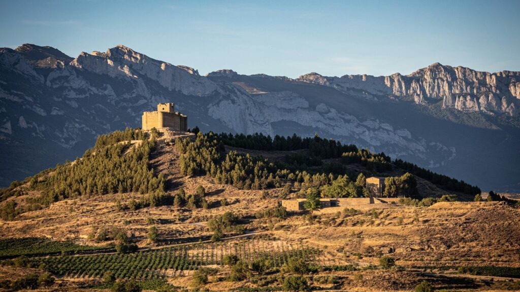 Arranque de viñedo: Rioja se lo piensa y La Rioja lo decide