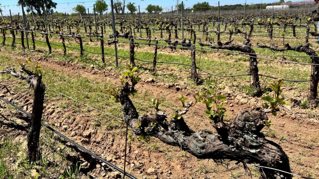 Recuperadas 95 variedades de vid que se creían desaparecidas