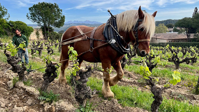 Los mejores vinos catalanes de 2023 y 2024, según The Wine Advocate