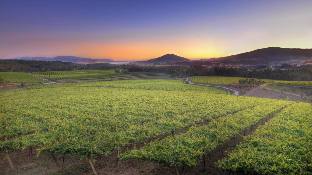 Los cinco vinos españoles más destacados en los Sommelier Wine Awards