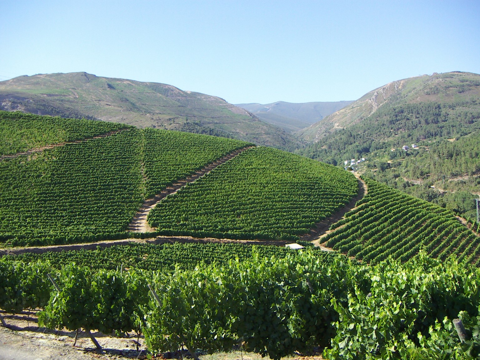 GODEVAL_Viñedo