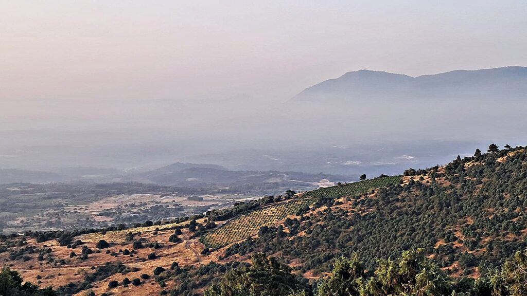 La DO Cebreros comienza la vendimia con un 40 % del viñedo afectado por los incendios