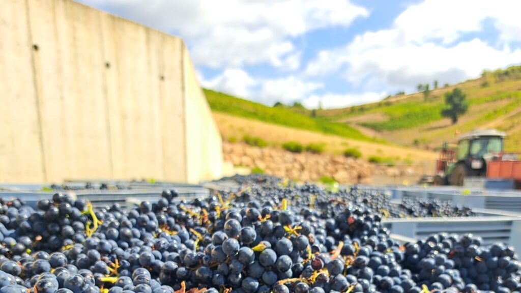 Los nueve mejores vinos del Bierzo, según Beth Willard y Tim Atkin